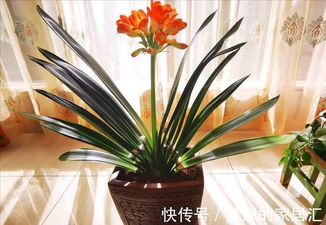 君子兰这样养，不黄叶不烂根，叶绿花艳，开花多