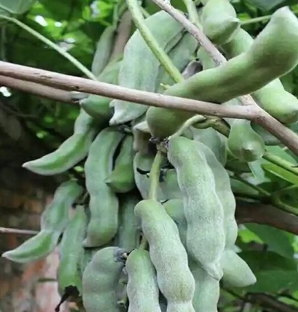 广西药植名录|农村才有的美味，是最廉价的天然肾宝，具有滋阴壮阳等攻效