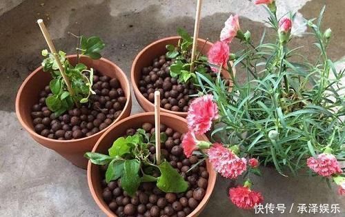 一到春天,疯花3354铁莲,天气变暖,就长成花墙,比玫瑰更漂亮