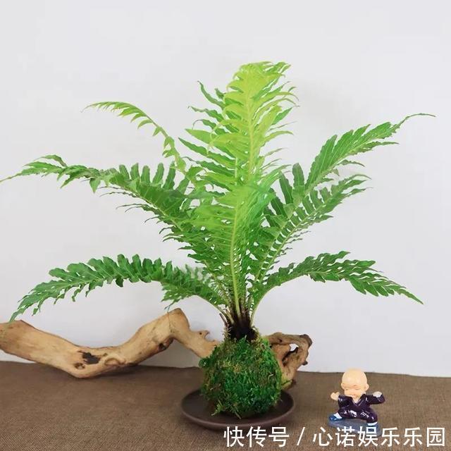 五种小盆栽,耐阴又好养,办公室养几盆,增财运、旺事业