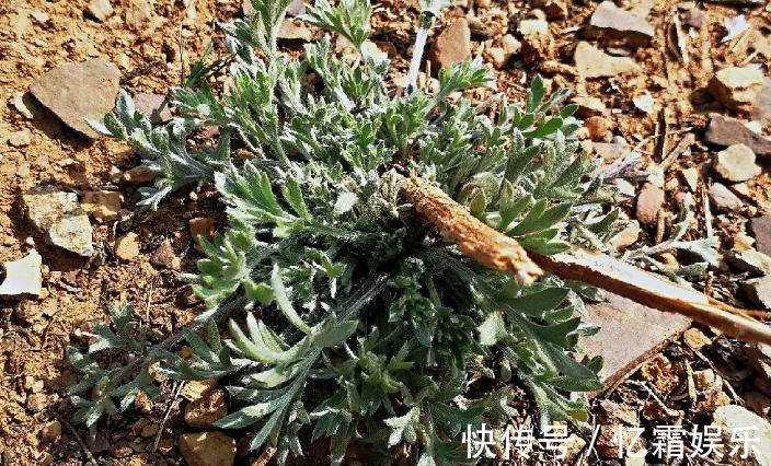 刺儿菜刺儿菜|农村的这几种野菜，利尿消肿、养肝护肝，多吃没有坏处！