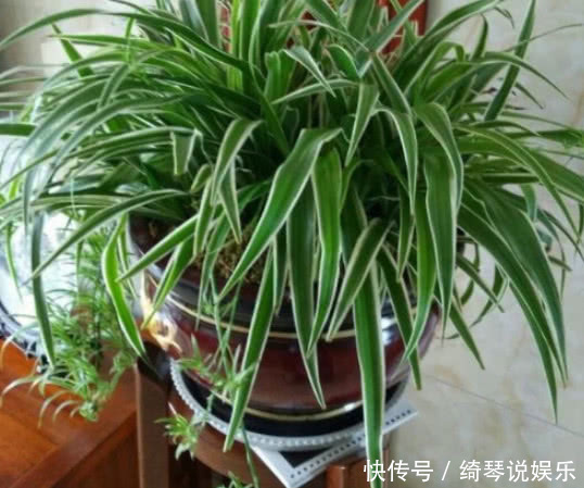 养绿萝、吊兰这点最关键,不黄叶不烂根,1个月长成绿瀑布!