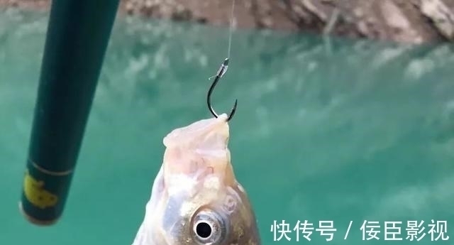 钓位|野河钓不到半斤以上的鲫鱼?不是水里没鱼,可能是鱼太多了!
