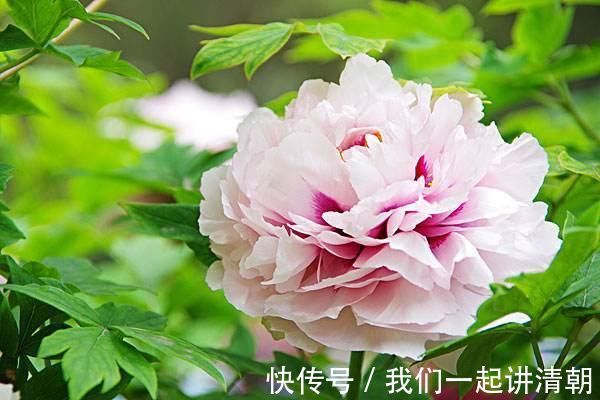 买花@白居易写的这首《买花》，语言浅显易懂，却又充满讽刺批判意味