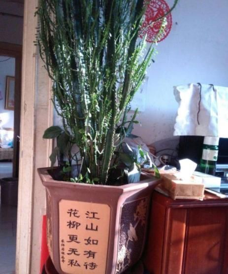 龟背竹|家庭里最适合养4种“大植物”，不仅是“天然造氧机”，还好活！