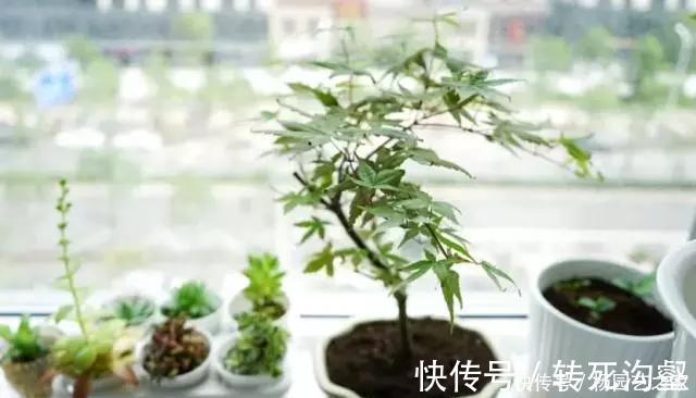 洗衣|只有一个阳台,一定不要乱装!这么做等于多了一间房,实用