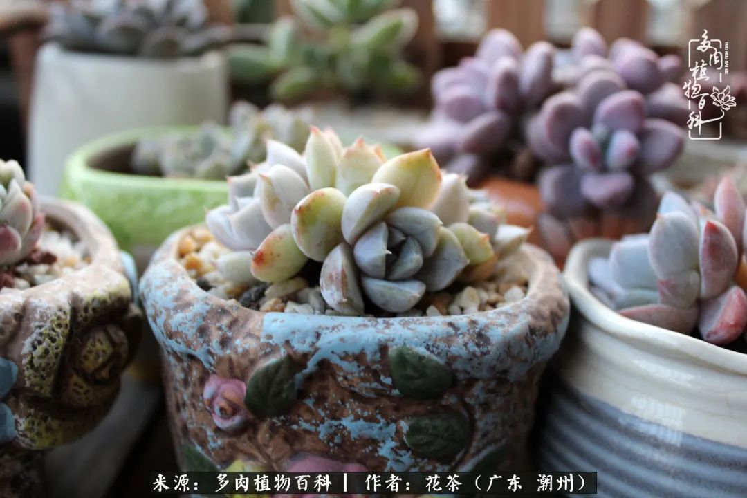 放松心情，静享愉悦，阳光下的多肉是最美的！