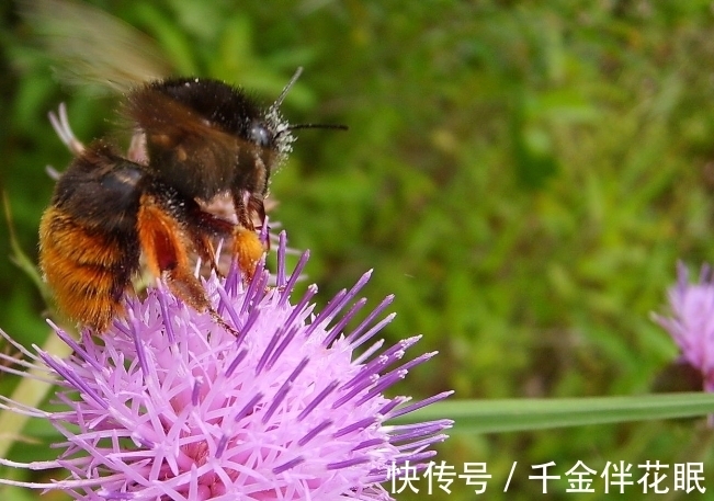 榆树钱|它是农村一大害草，满身是刺，却是春季极品野菜，含钙高，别错过