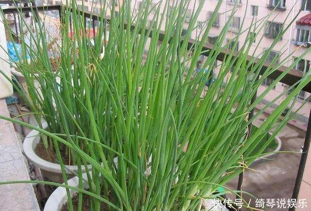 4步教你盆栽小葱,又粗又“肥硕”,不用再去菜市场买啦