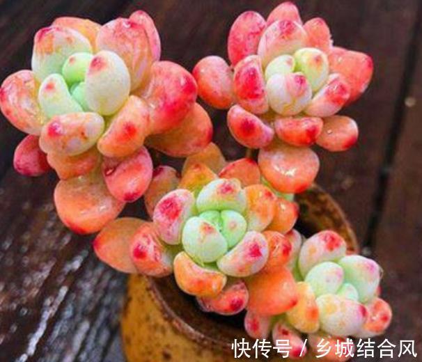 自带香味的多肉植物,3件事做不好,难怪选对品种也闻不到香味