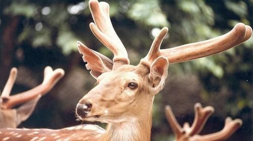 村里老人愛說：“有錢人吃鹿茸，沒錢人吃屁巴蟲”，屁巴蟲是啥