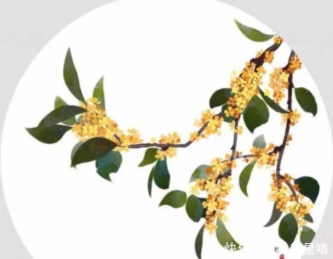 一般老百姓家自己种植的桂花树,他到底几年可以开花呢?