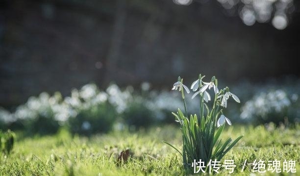 命格|3天后，拨云见日，怦然心动，喜鹊鸣叫，爱火重燃，携手前行