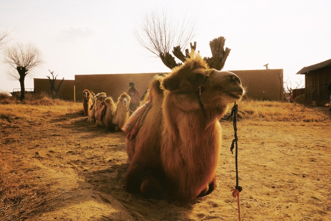 脚踏|一路银川,水洞沟遗址脚踏黄土来,机关四起藏兵洞