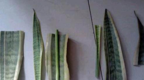 花盆|虎皮兰剪个叶片插土里，1夜冒10个芽，花盆爆满了！