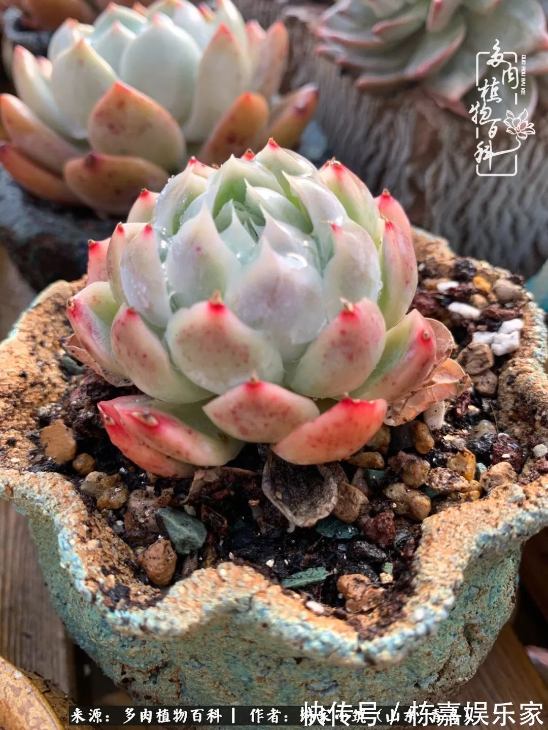 大棚|多肉住进暖棚,坦然越冬,放肆浇水,这个冬天有点甜!