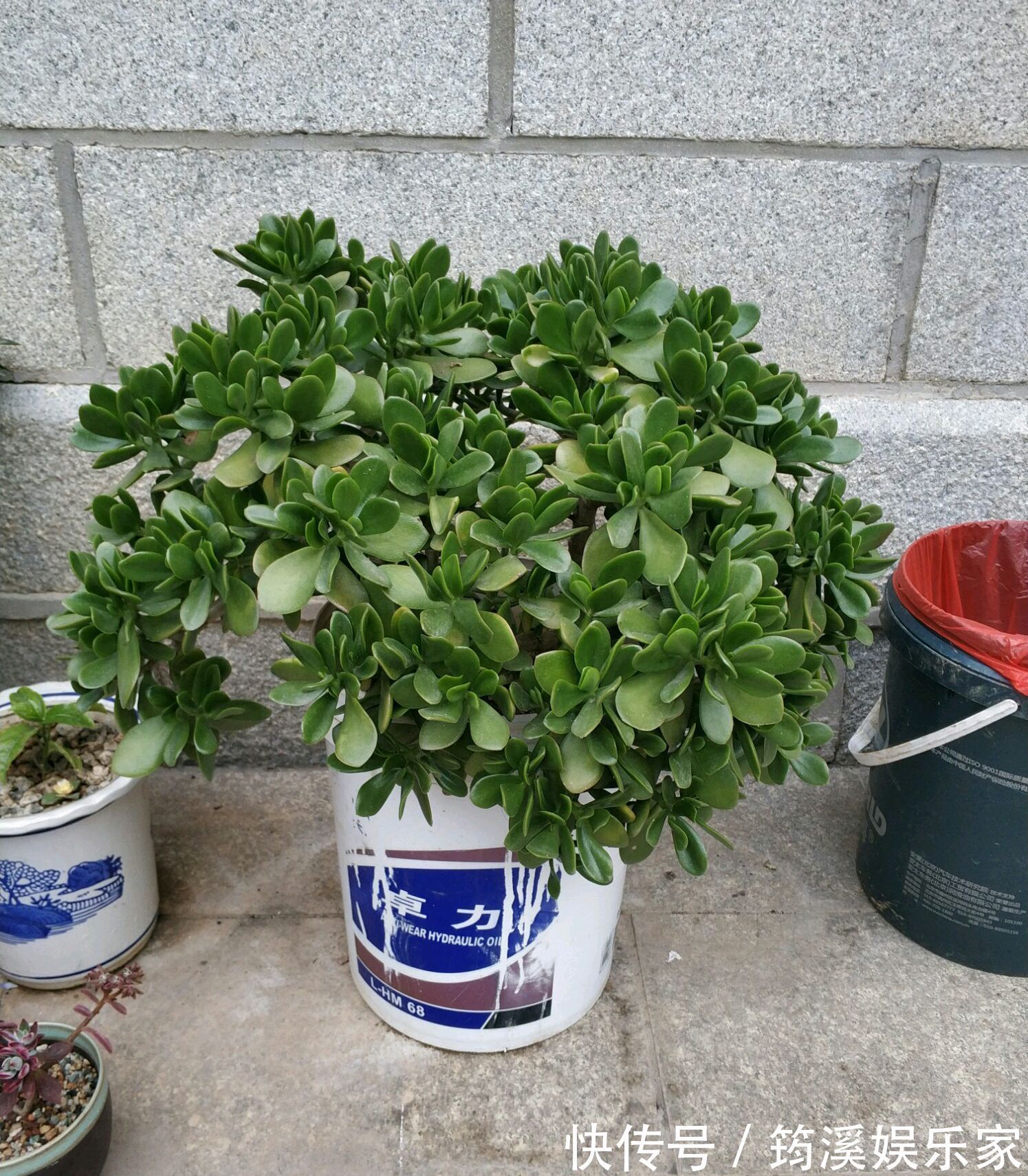 夏季|高温多湿的夏季怎么养护多肉植物玉树盆栽防止掉叶，注意4点