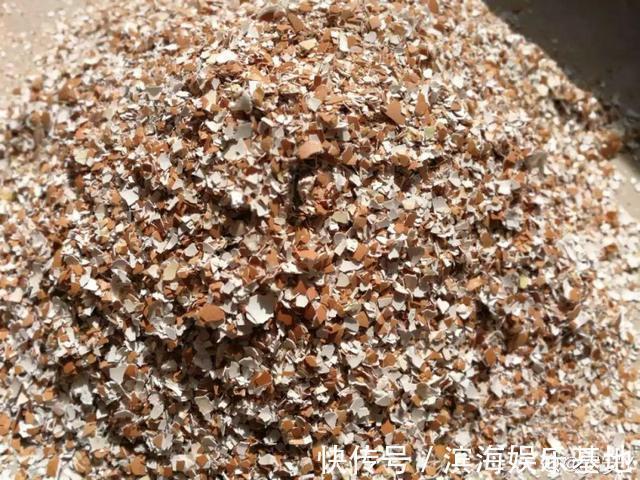 养花|7种“垃圾”不是废物,泡一下水,肥的流油,养花一级棒