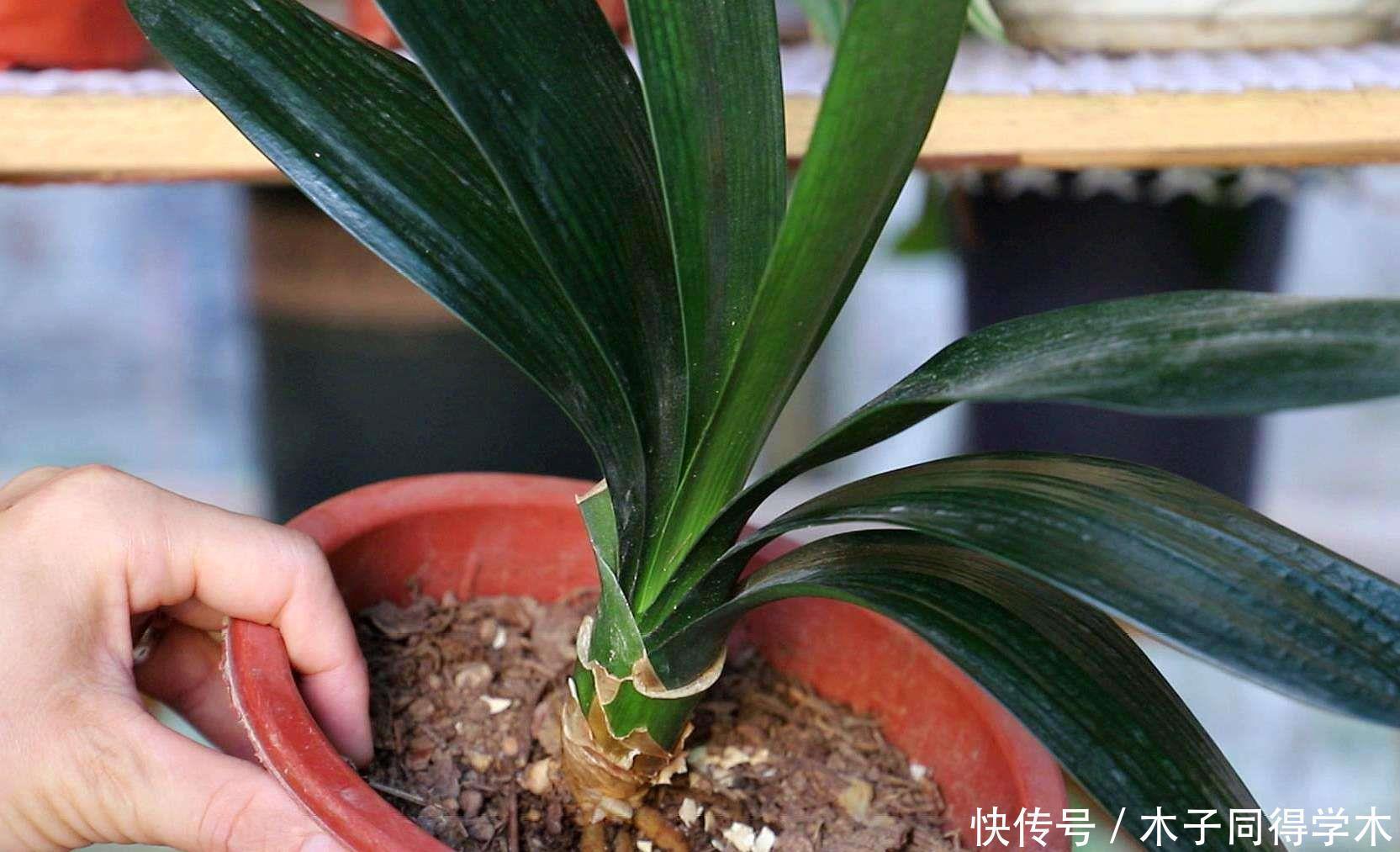 君子兰春天“翻盆”,花盆有讲究,选错了耽误“长新叶”
