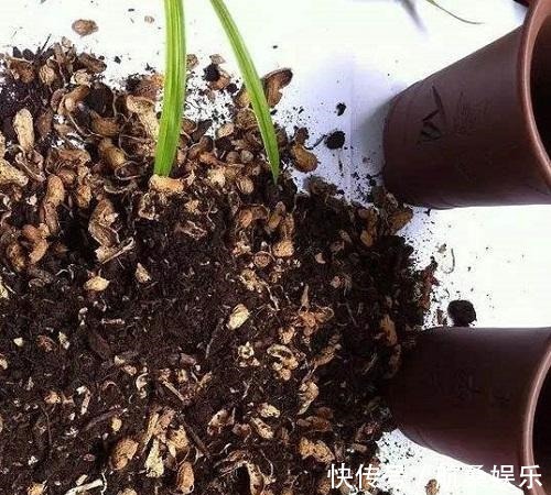 君子兰就喜欢这3种肥,家里都有,埋在盆里就有用,根壮花多