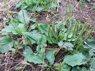 茅针|山里野生的野菜，治疗近视眼有作用，个个都是宝，错过可惜了！