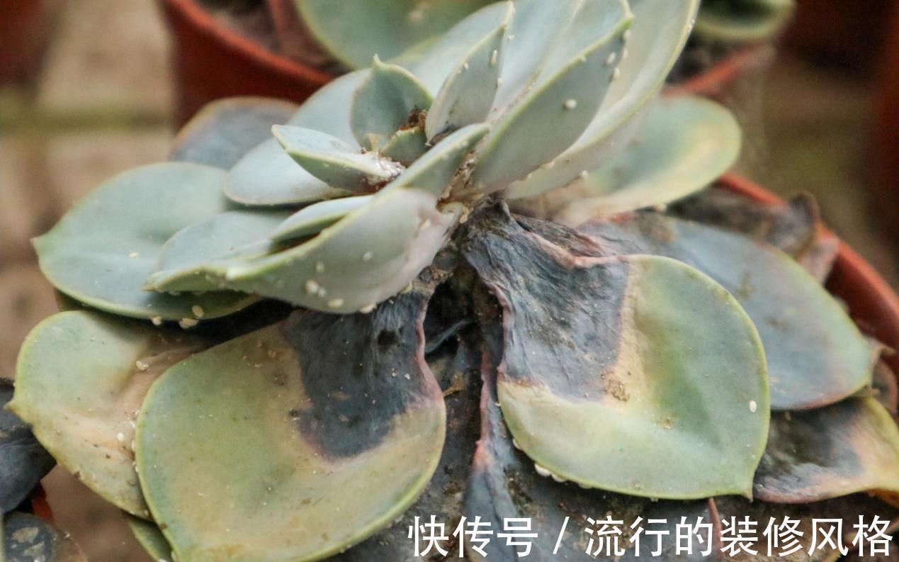 肥皂块|怎么消灭蚧壳虫？用这几种办法，既不会伤害花草又省钱高效