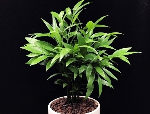 跑断腿买不到的6种盆栽长得特别快，清新空气还驱蚊，最适合夏天