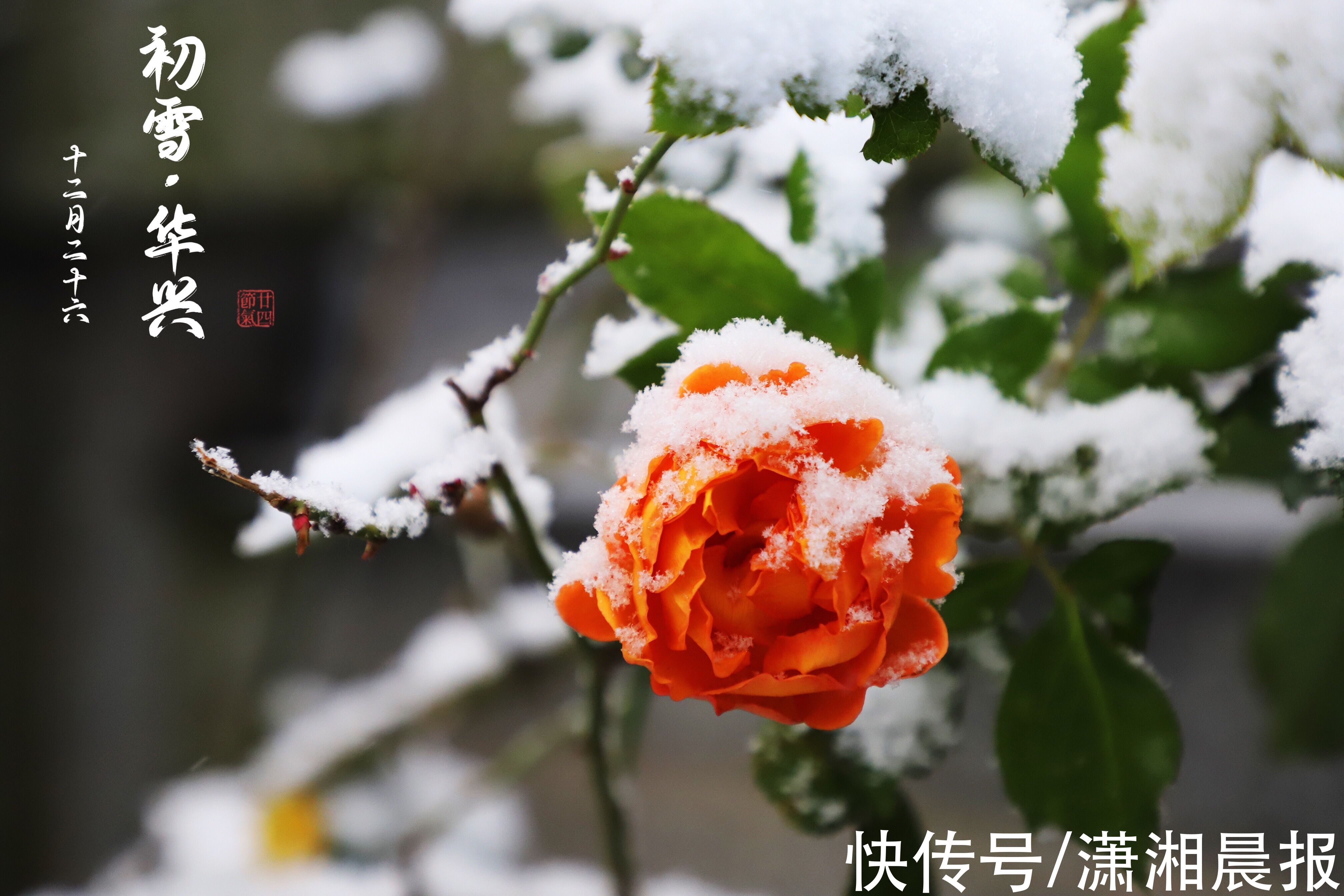 长沙|当118岁美丽校园遇到长沙初雪，随手一拍全是大片