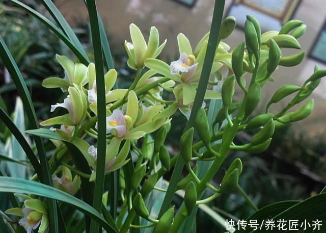 兰苗|盛夏养兰花，做好“三要、三不要”，兰苗叶片油绿，植株硬挺