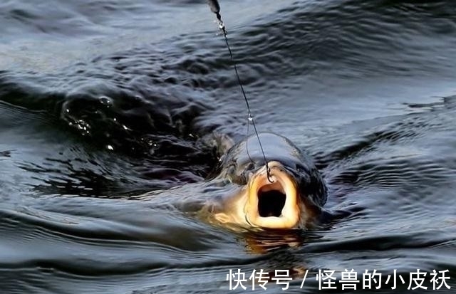 鱼儿|上钩的鱼儿究竟会不会痛,这个钓鱼人争论的问题,如今有了答案