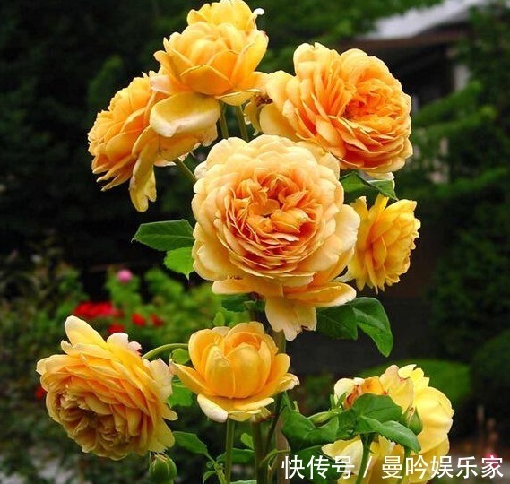 庆典|1种“黄金花”,开花金灿灿,花香胜茉莉,比玫瑰更娇艳,开三季