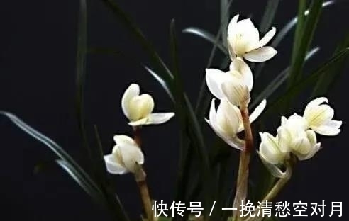 云南|云南早年下山的一颗莲瓣兰稀世珍品,后来成为兰园镇园之宝