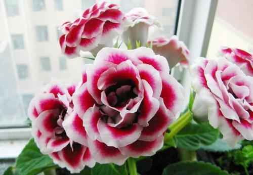 3种喜阴花,就怕太阳晒,“阴”着养不黄叶,越长越好看!