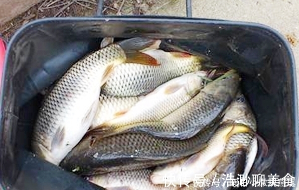此文|用老三样从未钓到过鲤鱼?到底是谁的问题,看完此文就明白了