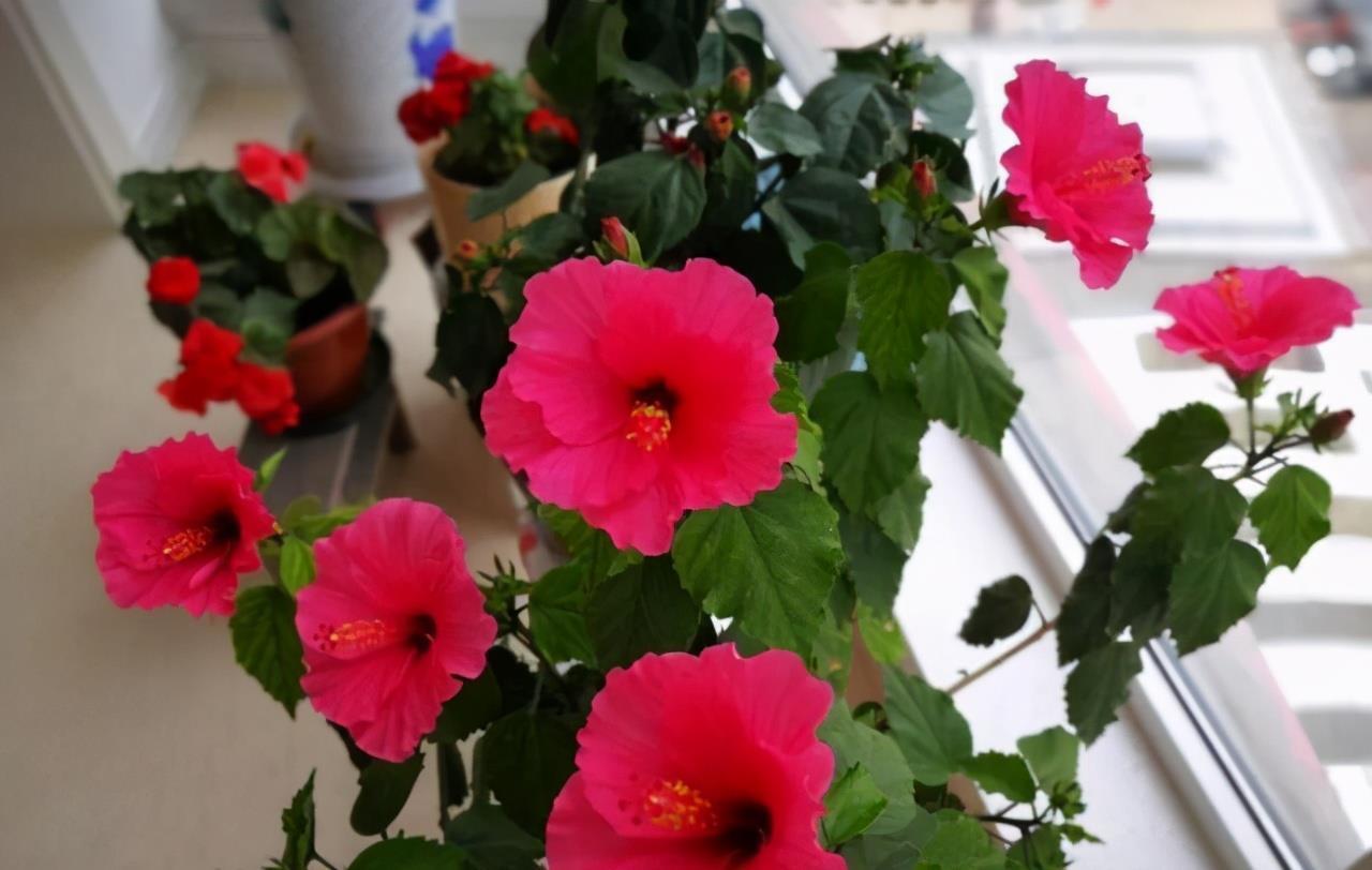 大水|3种漂亮花,都需要“大水,大肥,大太阳”,开花才会爆