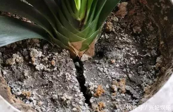 植株|养花“杀手”都有的5个毛病,难怪买花“养1盆死1盆”,要改正了