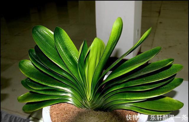 健壮|君子兰入夏要“静养”，扔一边，少管它，反而更健壮