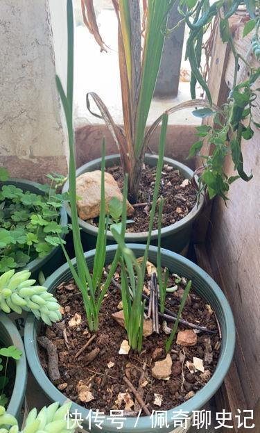 养水仙水培土培都可以,但是不能水土混养,容易烂球