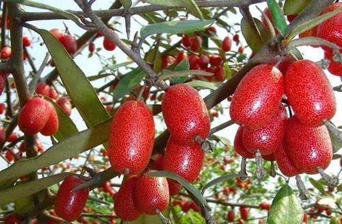 香甜可口|养生不妨坚持常吃3种食物，排毒抗菌，滋补身体，谁吃谁受益