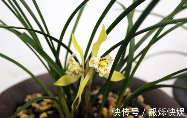 养兰花做好“4步”,叶子不干尖,生长旺盛,新芽多,开花才棒