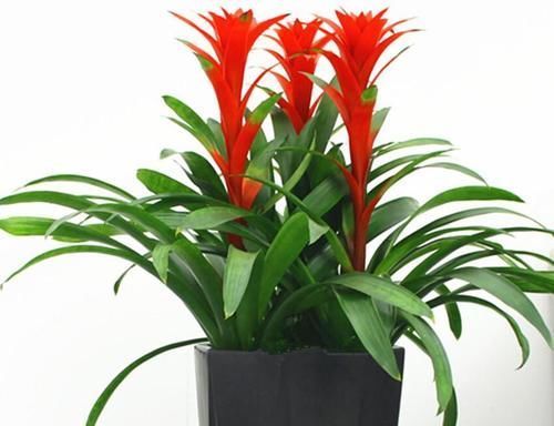 8种花一到过年就开花,现在养正是好时候,花开灿烂、寓意吉祥