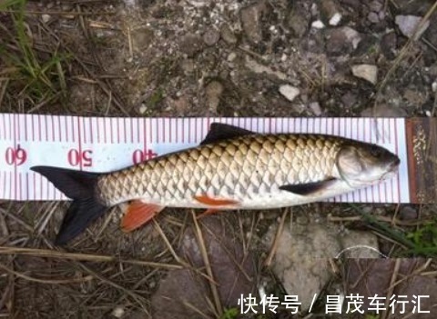 像极了草鱼，个头小却异常凶猛，钓鱼人的最爱，运气好才能钓到