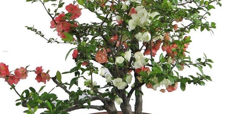 虎刺梅|看一眼就想买回家的花, 好看又好养, 看看它们都是谁!