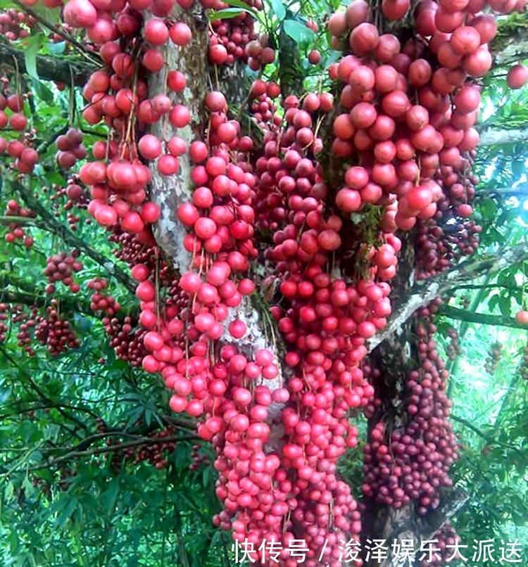 喜阴的植物室外果树木 喜阴的植物室外果树木