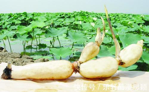 秋季养生, 这几种食物最养人。