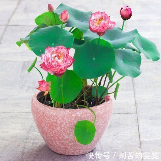 花草|养绿萝早就不兴了,阳台种上这懒人盆栽,干净实用还不占地