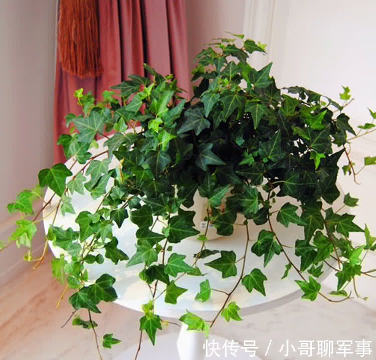 君子兰|九大“健康花”,建议大家养一盆,干净漂亮又吉祥