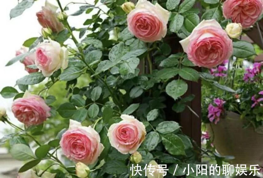 有个院子我只栽4种爬墙花,靠天吃饭就能开满一墙花