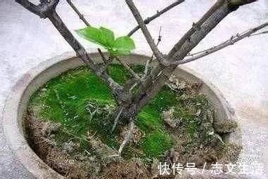 盆土变硬如“石头”,不用换盆,浇这“2种水”,比新土还松软