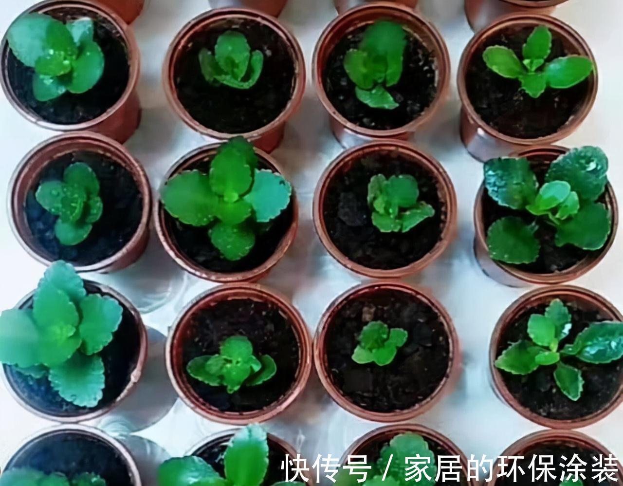 进入10月,建议扦插5种花,温度适宜利于生根,成活率直线上升